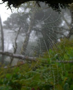 spiderweb